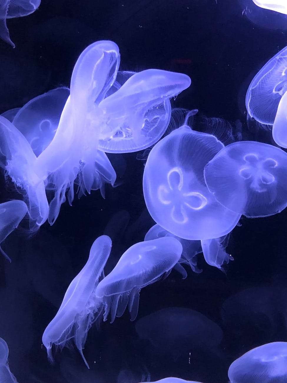 Exploring the Wonders of Bioluminescence