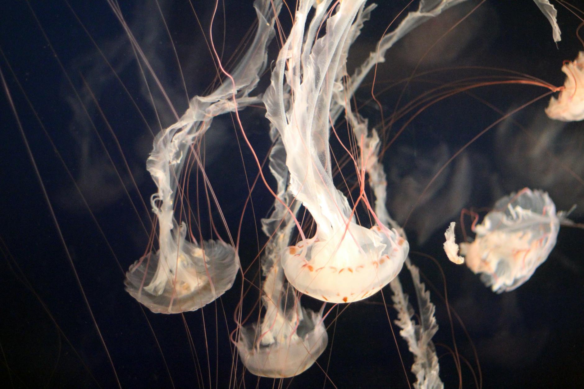 The Fascinating World of Bioluminescence: Nature's Own Light Show