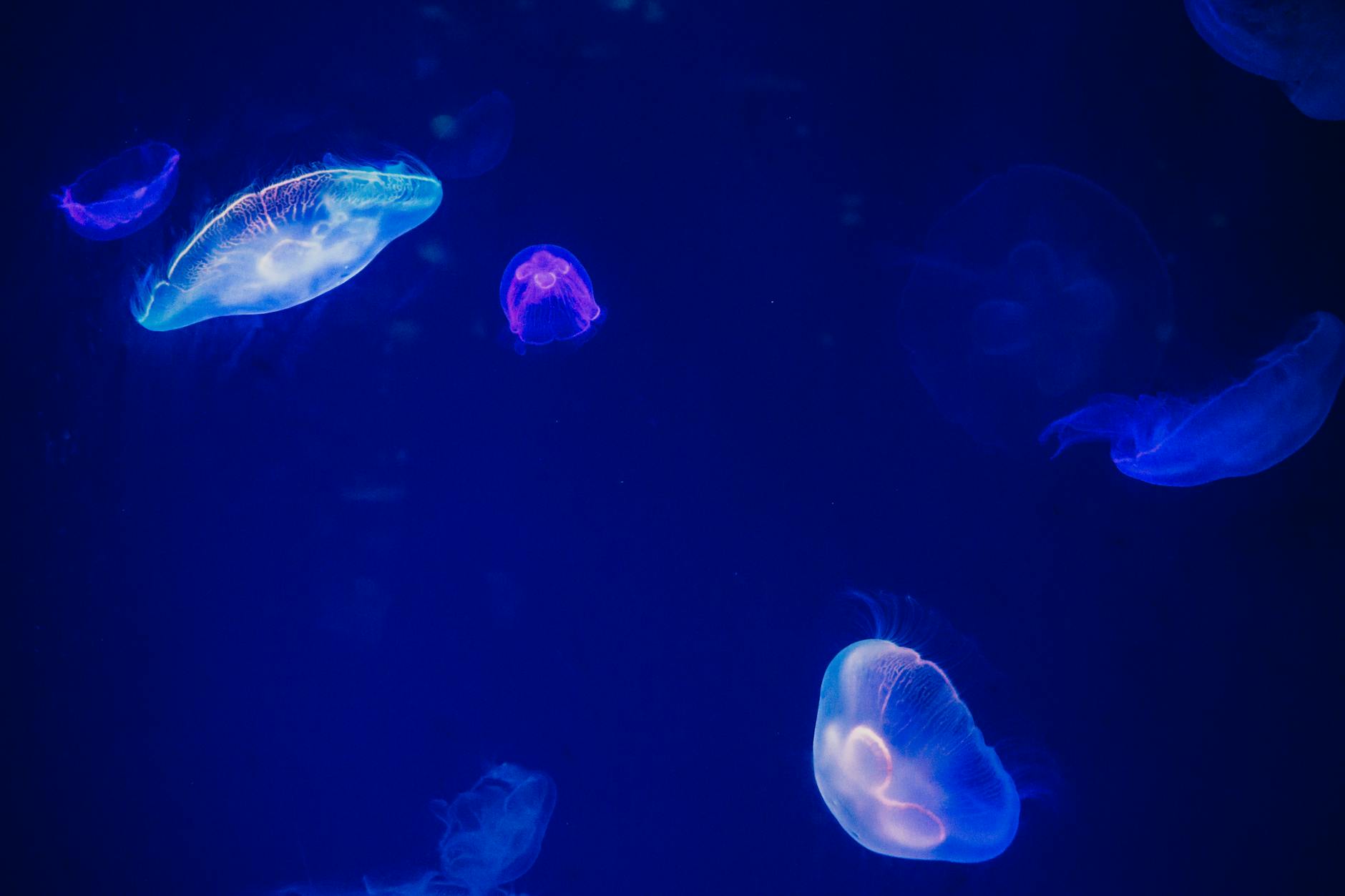 The Intriguing World of Bioluminescence in Marine Life