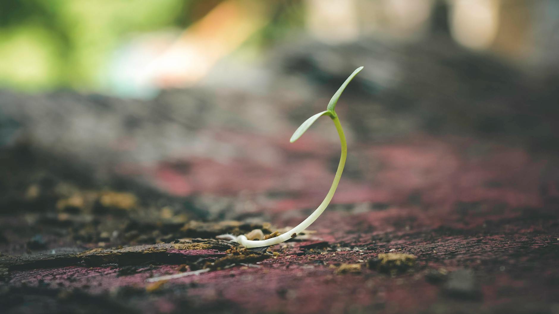 The Secret Life of Seeds: How Plants Adapt to Wildlife Interaction