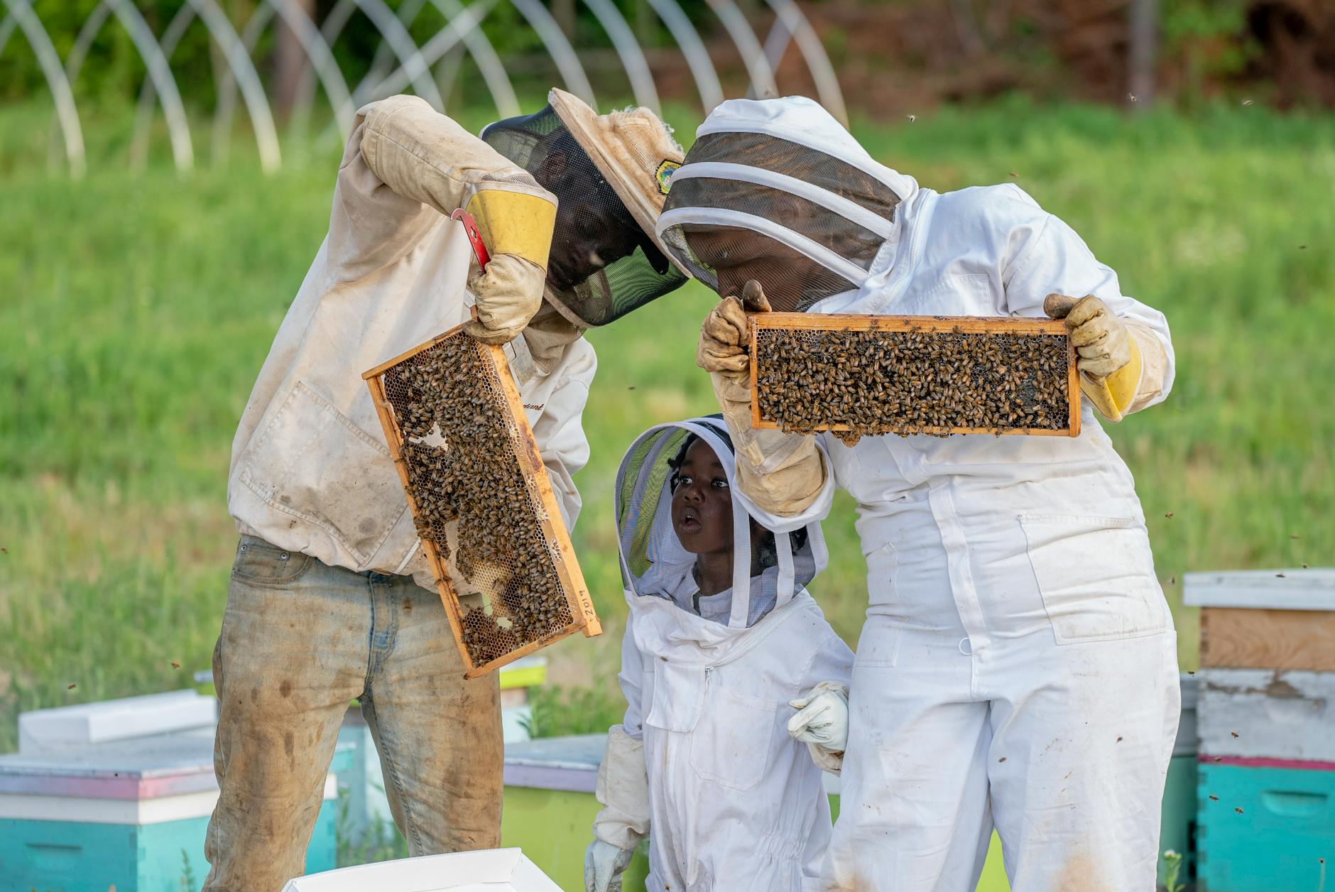 The Secret Lives of Bees: A Fascinating Look at Hive Behavior